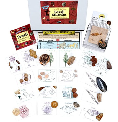 Set De Colección Fossil De Dancing Bear, 20 Unidades
