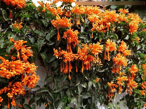 Planta Pyrostegia Venusta ( Bignoniaceae ) + Regalo C F 1