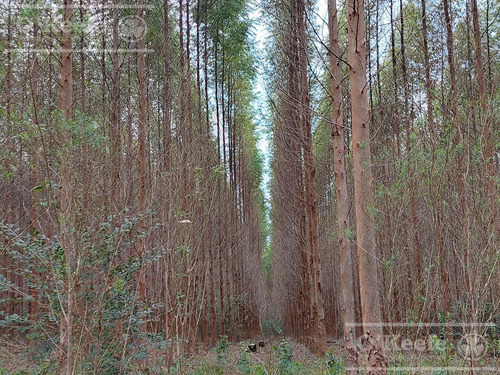 Campo En Venta De 561 Has En Virasoro, Corrientes