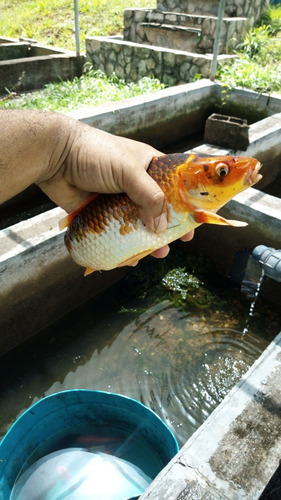 Imagen 3 de 3 de Peces Angeles Y Koi