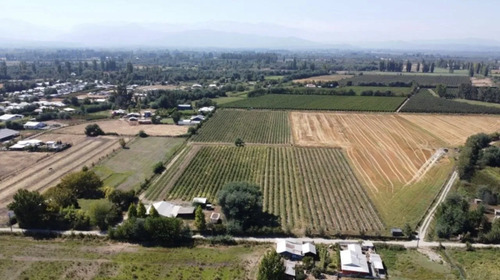 Se Venden 3 Hectáreas Productivas De Arándanos Linares, Ca