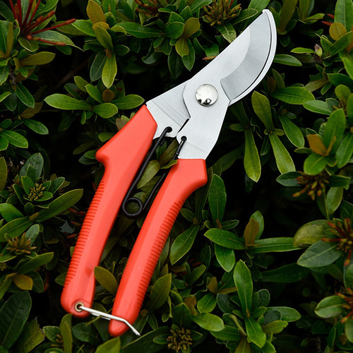 Tijeras De Podar, Tijeras, Plantas, Poda Profesional