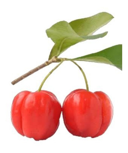 Muda De Acerola Produzindo