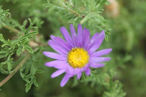 Davids Garden Seeds Flower Native American Daisy Tahoka 777