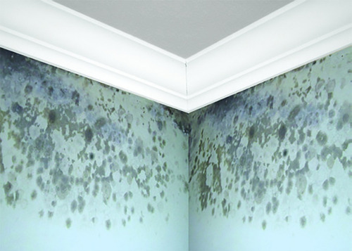 Imagen 6 de 7 de Primario Fondo Anti Hongo Zinsser Base Agua Blanco 3.78lt