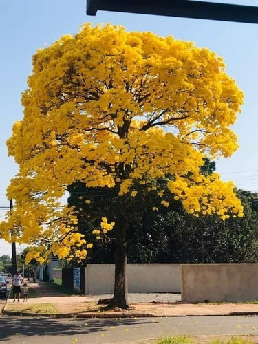 Muda De Ipê Amarelo Umas Das Arvore Mais Bonita Do Brasil | Parcelamento  sem juros