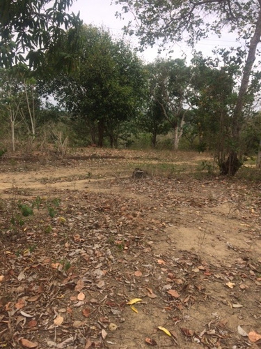 Imagem 14 de 18 de Ótimo Sítio 14 Hec, Não Tem Benfeitoria, Estrada De Aldeia Km 33 Em Paudalho Aceito Carro - St00007