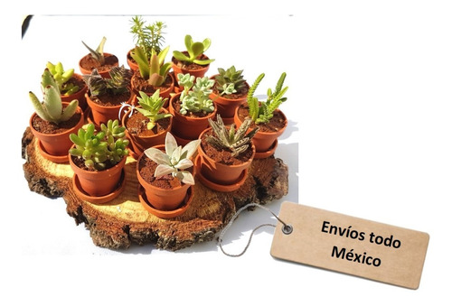 Imagen 1 de 7 de 10 Plantas Suculentas Miniatura. Solo Entregas Cdmx.