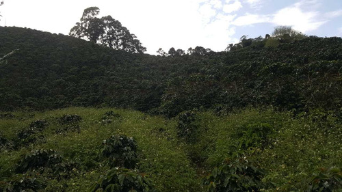 Venta Finca Vda La Sombra, Apía, Risaralda