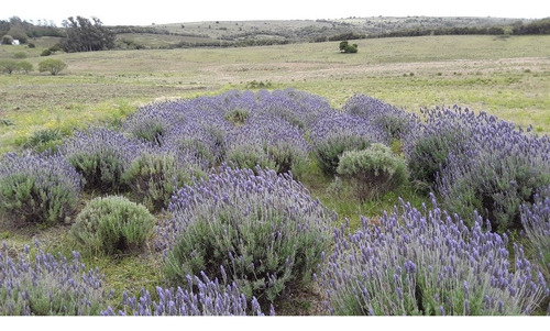 Hidrolato De Lavanda 100% Orgánico