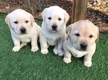 Comprar Labrador Retriever En Criadero Labrador Retriever Argentina