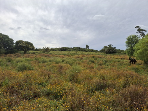 Venta De Chacra Rincón De Melilla 3.5ha !!!