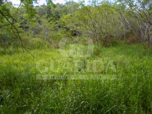 Imagem 4 de 8 de Sitio - Lami - Ref: 149462 - V-149462
