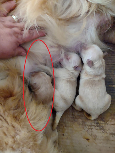 Imagem 3 de 10 de Filhote Fêmea De Golden Retriever