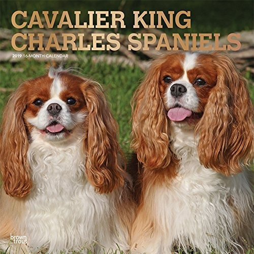 Cavalier King Charles Spaniels 2019 12 X 12 Inch Monthly Squ