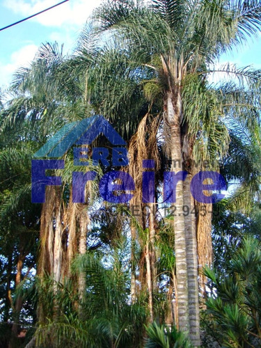 Imagem 11 de 12 de Terreno 320m² 12m² Frente E 12m² Fundo Rosário - Pirassununga/sp Ter01183