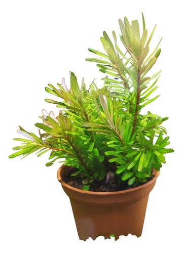 Planta Acuática Rotala Indica