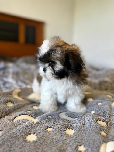 Shih Tzu Hembras