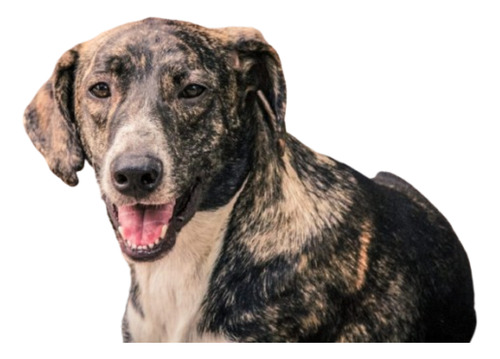 Rony, Un Atigrado Muy Bello Y Mimoso En Adopcion, Hermoso !!