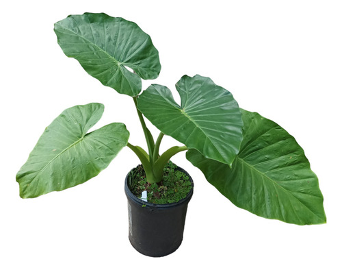 Planta Oreja De Elefante Envío Gratis