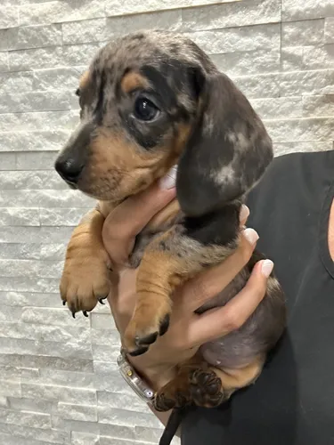 comprar Cachorro Salchicha Hembra Macho Salchichas Arlequín