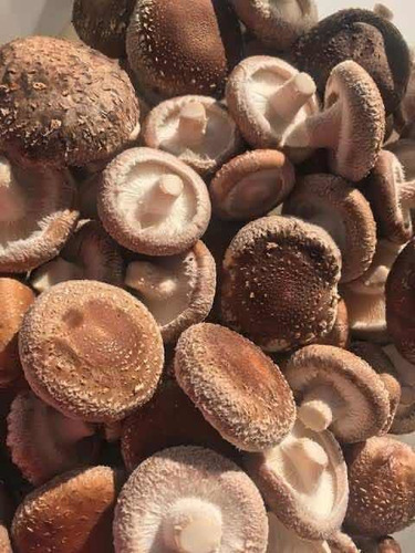 Imagem 1 de 5 de Shitake Direto Do Produtor Saco Com 1kg