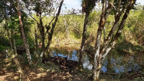 Imagem 7 de 16 de Ótima Área Para Sítio Com 27.500 M² De Área Total, Com Riacho, Construção Para Terminar, No Balneário Gaivota, Em Itanhaém Ref: 4690/ac