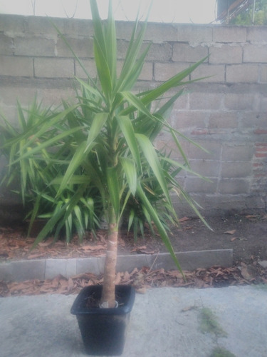 Imagen 2 de 3 de Palmeras Yuca Más De 1 Mt De Alto.