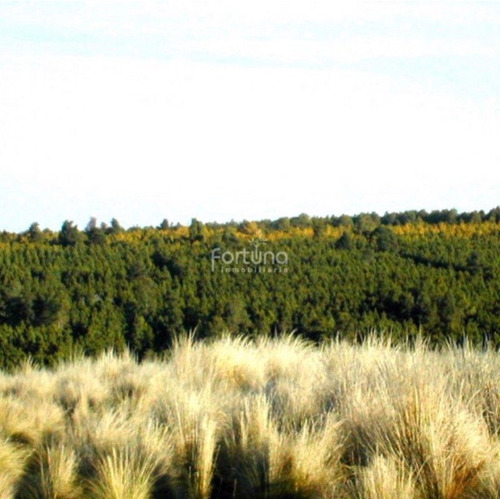 Imagen 4 de 8 de Venta De 107 Hectáreas En Yacanto De Calamuchita Inv0021