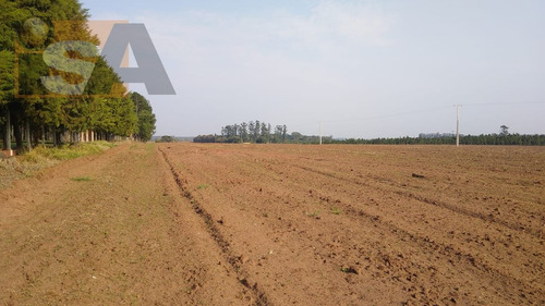 Imagem 6 de 7 de Área Em Jacutinga - Águas De Santa Bárbara, Sp - 3828