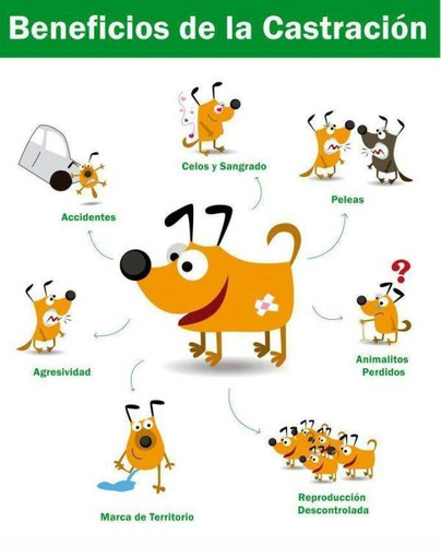 Imagen 2 de 8 de Castraciones Económicas Perros/as, Gatos/as Y Conejos