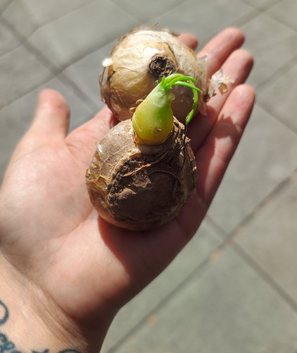 Bulbo De Ornithogalum Arabicum X 1