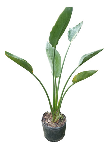 Planta Strelitzia 