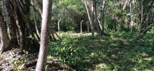 Imagem 3 de 6 de Terreno De Chácara Com Container, Itanhaém/sp