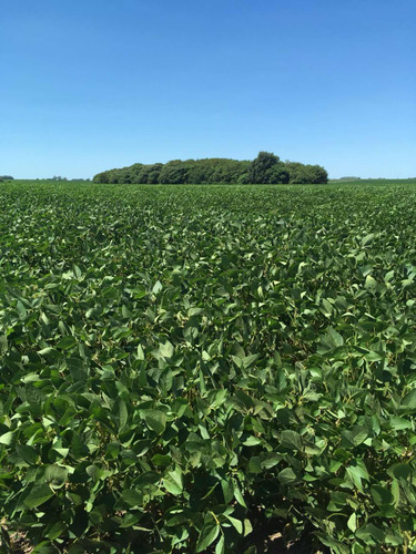 Campo Agrícola Ganadero 30 Ha  Arrecifes