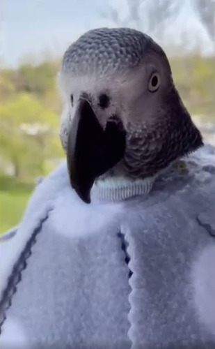 Unruffledrx Collar De Pájaro Para Loros Grises Africanos Co | Envío gratis