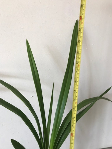 Imagen 9 de 10 de Orquideas Cymbidium 3 Plantas Jovenes, Envio Gratis