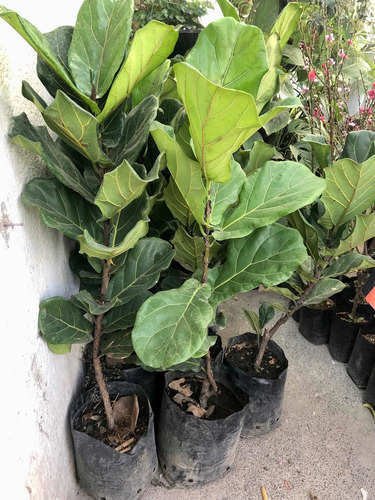 Ficus Pandurata Hermosos 1.40 Altura