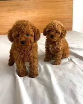 Comprar Cachorros Caniches Mini Toy Rojos Pimentón 