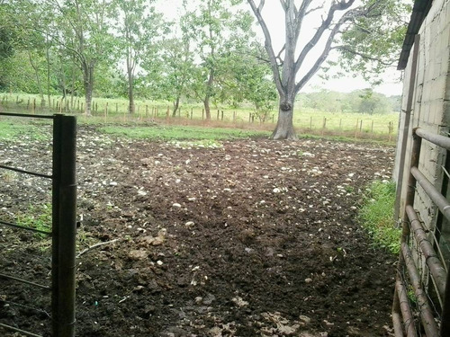 Imagen 14 de 22 de Finca Sector Caroní Estado Barinas En Venta