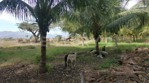 Venta De 5 Has. Sembradas Con Palma De De Coco En Coquimatlán, Colima.