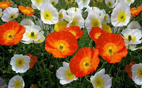 Amapolas Mix/ Semillas Orgánicas!!!