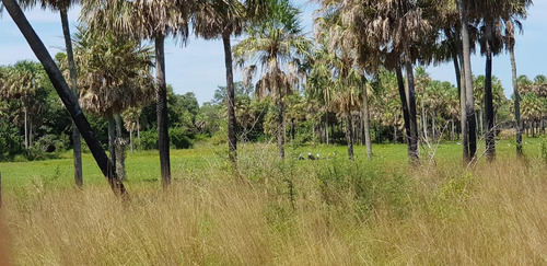 Campo Grandioso En Argentina- Formosa-estanislao Del Campo