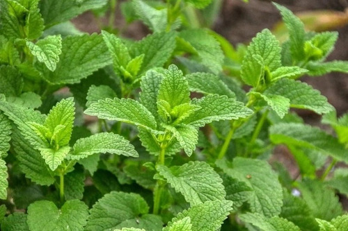 4x Sementes Erva Cidreira (melissa) Topseed