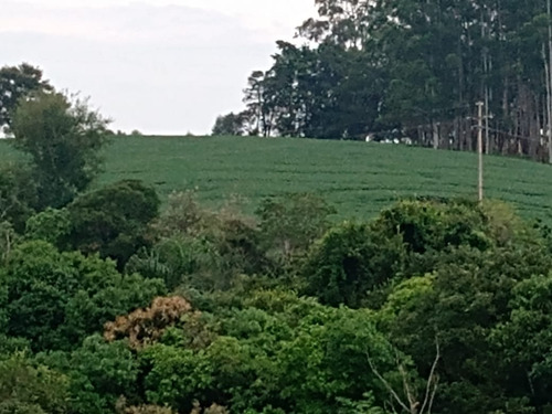 Sítio 5,5 Alqueires Rico Em Agua,localização Nobre,2 Casas Boas,4 Dorms Cada,4 Kms Do Asfalto,terra Fértil,vermelha,muitas Benfeitorias - St00053 - 69181042