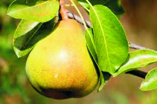 Imagen 8 de 10 de Combo 3 Arboles Frutales - Viv.hab.senasa-e.gratis Caba-gba