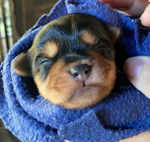 Perritos Yorkies En Venta