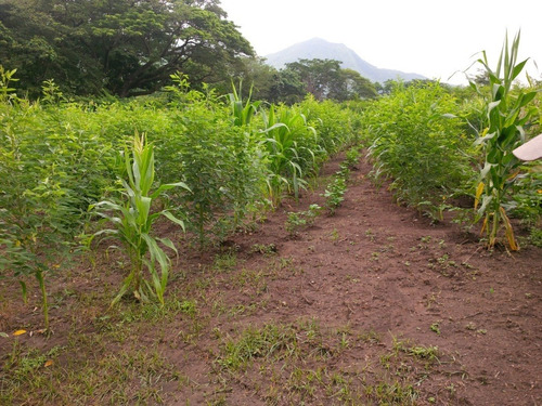 Imagen 8 de 14 de Excelente Finca Ubicada En San Sebastian. Estado Aragua