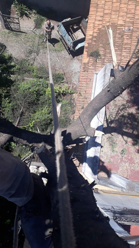 Imagen 5 de 6 de Poda De Arboles