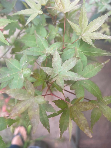 Mudas Do Belíssimo E Raro Acer Palmatum 'shishio'